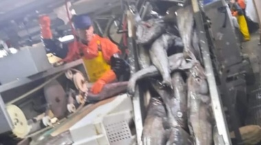 Denuncian al buque factoría Tai An por pesca ilegal de merluza negra 